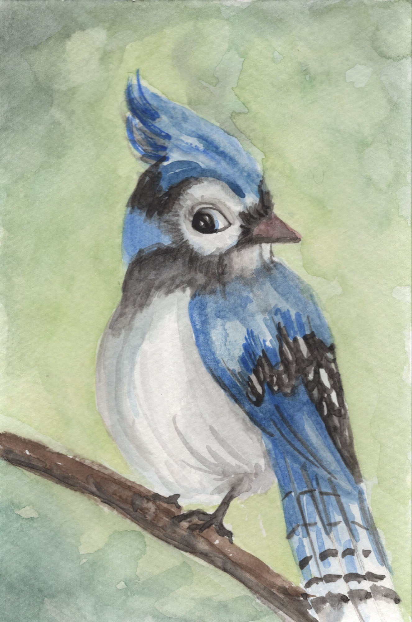 Balanced Blue Jay (No Saying)