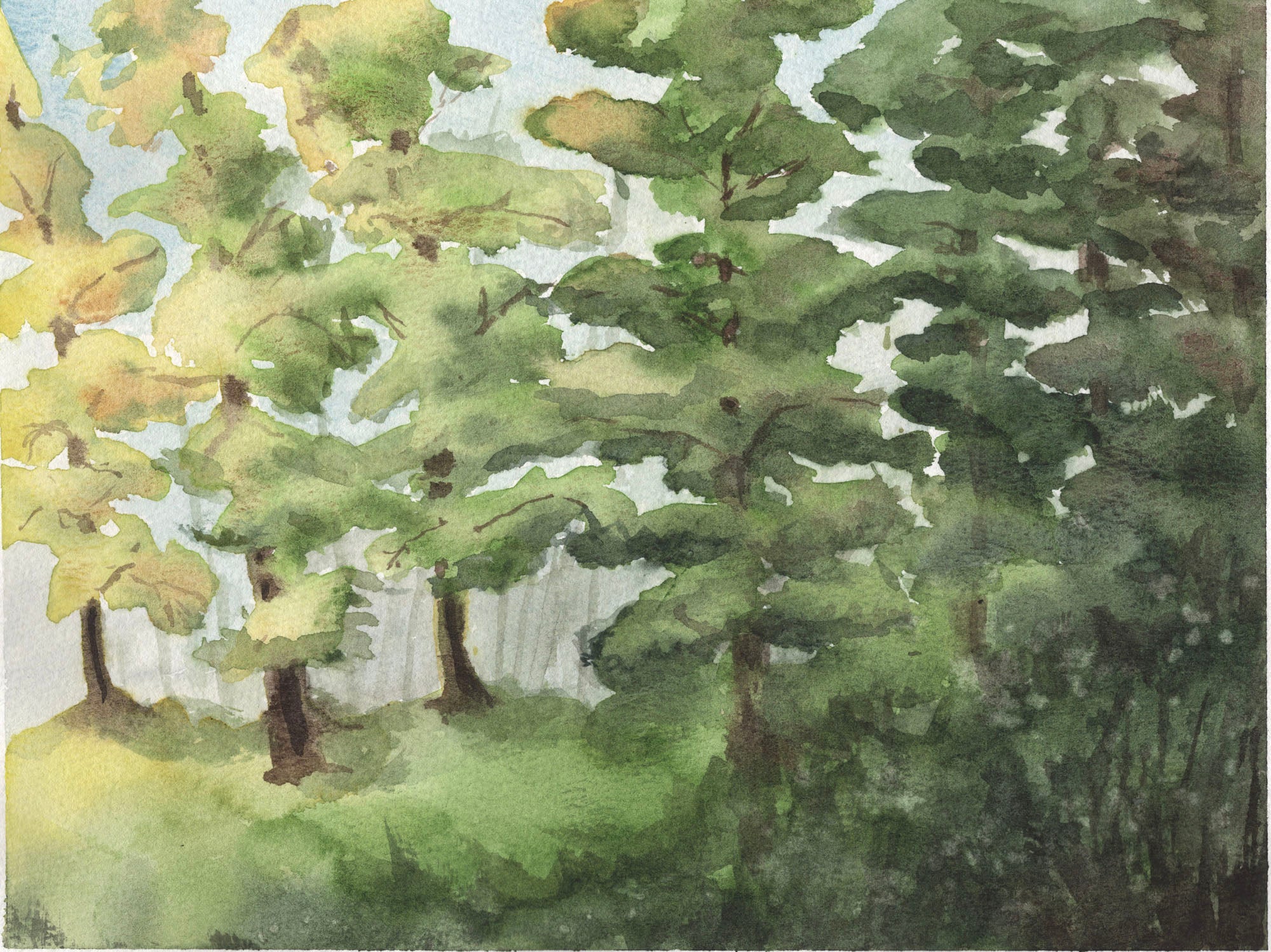 Gentle Canopy